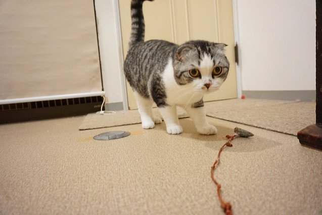 猫ちゃんルームの様子 もち ししゃも ノノちゃん こてつちゃん ペットホテル ペットサロン トリミングサロン 東京 ヌーノクラブのブログ