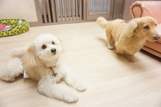 ヌーノクラブ　犬のペットホテル　東京　中野区　フリースペースでのびのび　お預かり中　茶々・マレ_640