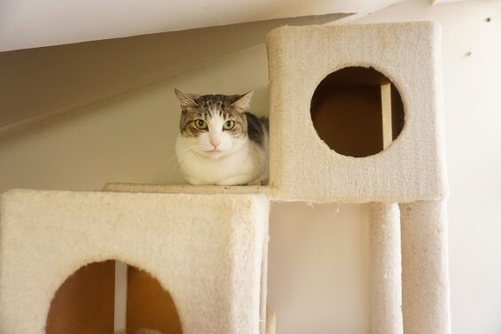 ヌーノクラブ　猫専用ペットホテル　都内　中野区　フリースペースでのびのび　お預り中の猫ちゃん 　ハリー