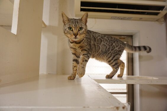 ヌーノクラブ　猫専用ペットホテル　都内　中野区　フリースペースでのびのび　お預り中の猫ちゃん 　ベンガルのスイ_640