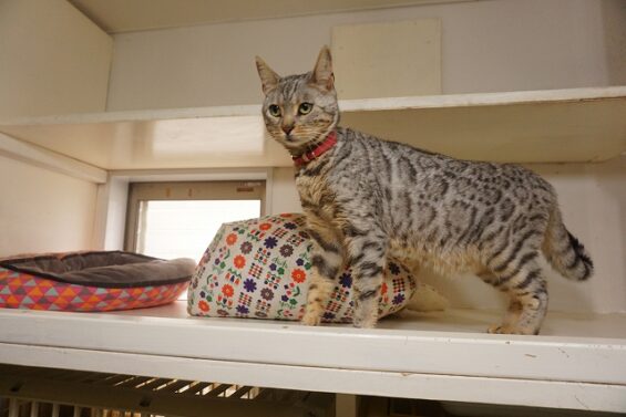 ヌーノクラブ　猫専用ペットホテル　都内　中野区　フリースペースでのびのび　お預り中の猫ちゃん 　ベンガルのスイ_640