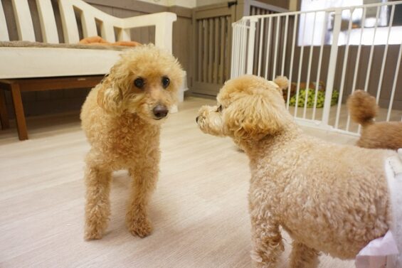 ヌーノクラブ　犬のペットホテル　東京　中野区　フリースペースでのびのび　お預かり中　ゆうた_640