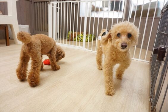 ヌーノクラブ　犬のペットホテル　東京　中野区　フリースペースでのびのび　お預かり中　ゆうた_640