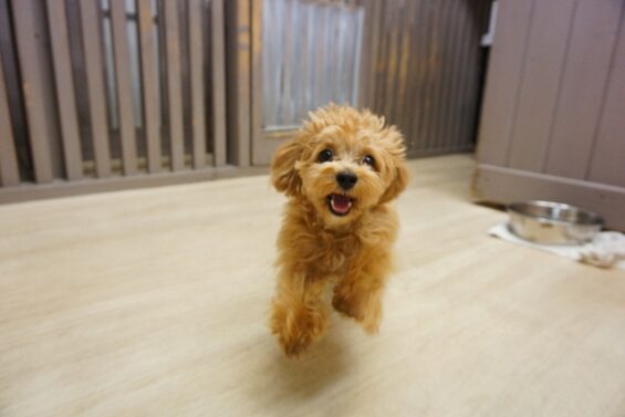 ヌーノクラブ　犬のペットホテル　東京　中野区　フリースペースでのびのび　お預かり中　くるみ_640