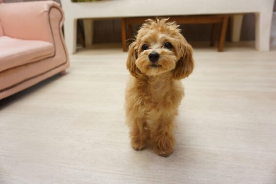 ヌーノクラブ　犬のペットホテル　東京　中野区　フリースペースでのびのび　お預かり中　マルプーのくるみ_640