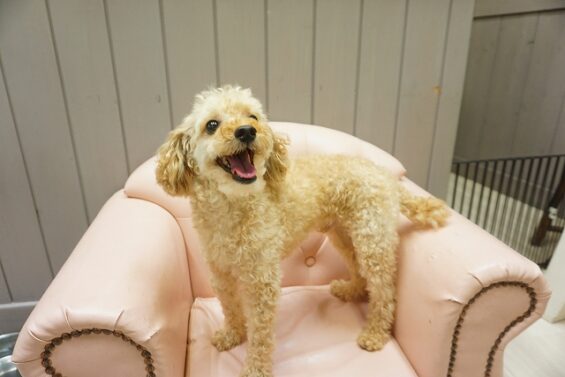 ヌーノクラブ　犬のペットホテル　東京　中野区　フリースペースでのびのび　お預かり中　ごま_640