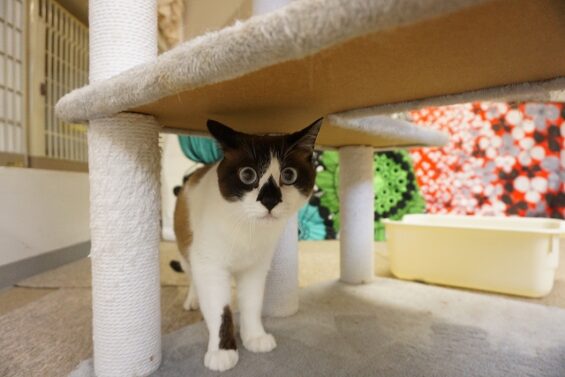 ヌーノクラブ　猫専用ペットホテル　都内　中野区　フリースペースでのびのび　お預り中の猫ちゃん チョコレート_640