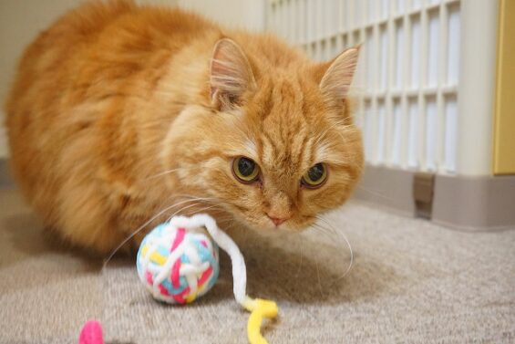 ヌーノクラブ　猫専用ペットホテル　都内　中野区　フリースペースでのびのび　お預り中の猫ちゃん つくし_640