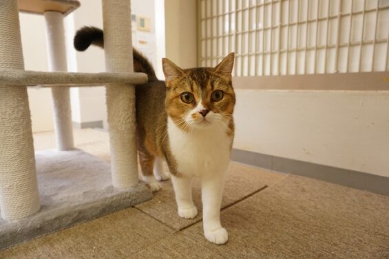 ヌーノクラブ　猫専用ペットホテル　都内　中野区　フリースペースでのびのび　お預り中の猫ちゃん ラテ_640