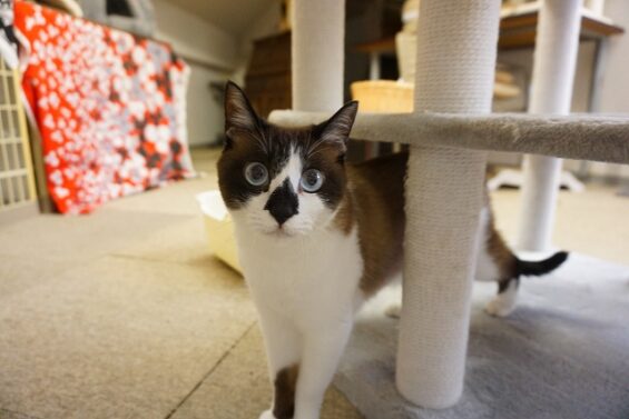 ヌーノクラブ　猫専用ペットホテル　都内　中野区　フリースペースでのびのび　お預り中の猫ちゃん チョコレート_640