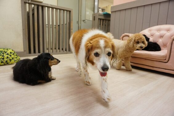 ヌーノクラブ　犬のペットホテル　東京　中野区　フリースペースでのびのび　お預かり中　ルル_640