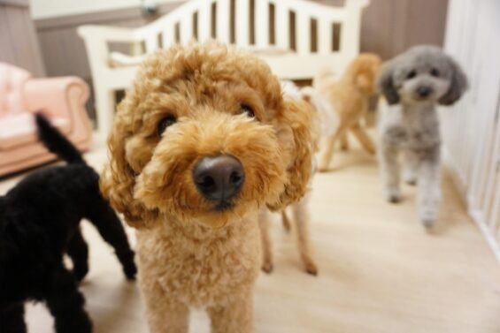 ヌーノクラブ　犬のペットホテル　東京　中野区　フリースペースでのびのび　お預かり中　もも・まる・ごま_640