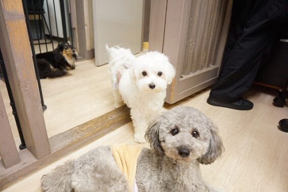 ヌーノクラブ　犬のペットホテル　東京　中野区　フリースペースでのびのび　お預かり中　ルッチ_640