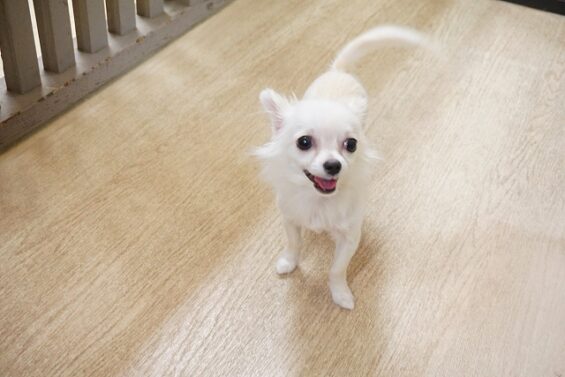 ヌーノクラブ　犬のペットホテル　東京　中野区　フリースペースでのびのび　お預かり中　もち_640