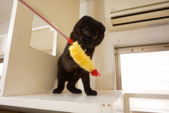 ヌーノクラブ　猫専用ペットホテル　都内　中野区　フリースペースでのびのび　お預り中の猫ちゃん ちゃこ_640