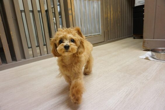 ヌーノクラブ　犬のペットホテル　東京　中野区　フリースペースでのびのび　お預かり中　マルプーのくるみ_640