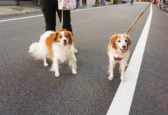 ヌーノクラブ　犬のペットホテル　東京　中野区　フリースペースでのびのび　お預かり中　パゾメ・るる_640