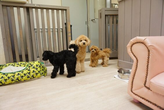 ヌーノクラブ　犬のペットホテル　東京　中野区　フリースペースでのびのび　お預かり中　くるみ_640