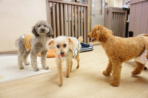 ヌーノクラブ　犬のペットホテル　東京　中野区　フリースペースでのびのび　お預かり中　ここあ_640