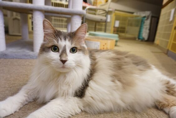 ヌーノクラブ　猫専用ペットホテル　都内　中野区　フリースペースでのびのび　お預り中の猫ちゃん モン_640