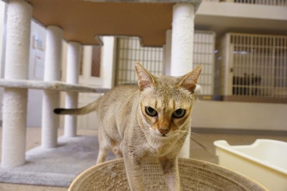 ヌーノクラブ　猫専用ペットホテル　都内　中野区　フリースペースでのびのび　お預り中の猫ちゃん  太郎_640