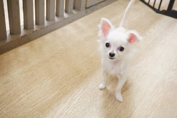 ヌーノクラブ　犬のペットホテル　東京　中野区　フリースペースでのびのび　お預かり中　もち_640