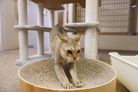 ヌーノクラブ　猫専用ペットホテル　都内　中野区　フリースペースでのびのび　お預り中の猫ちゃん  太郎_640