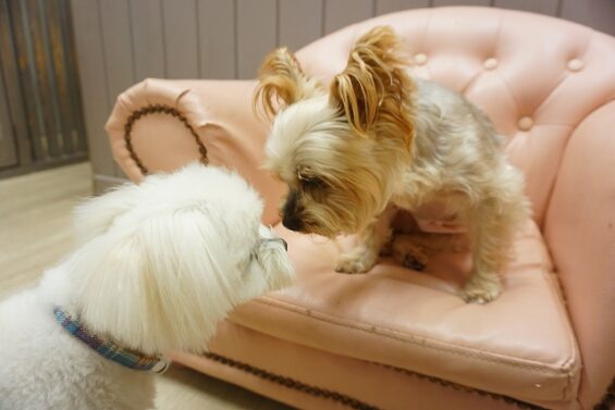 ヌーノクラブ　犬のペットホテル　東京　中野区　フリースペースでのびのび　お預かり中  豆太_640