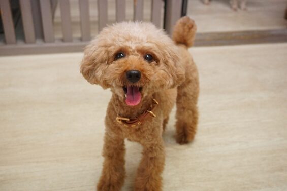 ヌーノクラブ　犬のペットホテル　東京　中野区　フリースペースでのびのび　お預かり中　レオ_640