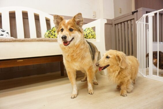 ヌーノクラブ　犬のペットホテル　東京　中野区　フリースペースでのびのび　お預かり中　リノ・ナル_640