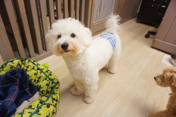 ヌーノクラブ　犬のペットホテル　東京　中野区　フリースペースでのびのび　お預かり中　ししまる_640