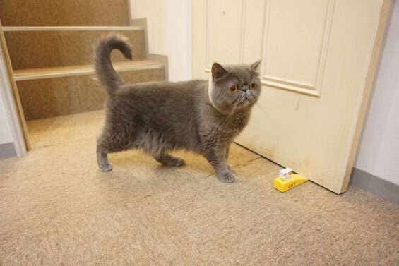 ヌーノクラブ　猫専用ペットホテル　都内　中野区　フリースペースでのびのび　お預り中の猫ちゃん ウニ_640