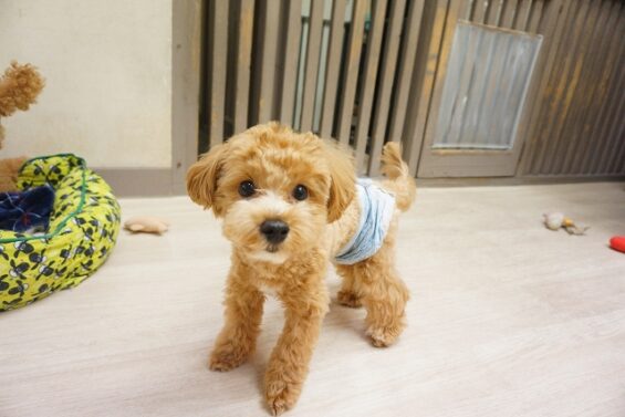 ヌーノクラブ　犬のペットホテル　東京　中野区　フリースペースでのびのび　お預かり中　マルプーのちょめ_640