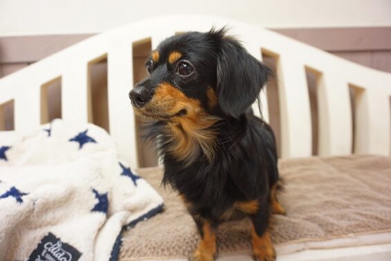 ヌーノクラブ　犬のペットホテル　東京　中野区　フリースペースでのびのび　お預かり中  ショコラ_640