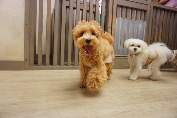 ヌーノクラブ　犬のペットホテル　東京　中野区　フリースペースでのびのび　お預かり中  ププ_640