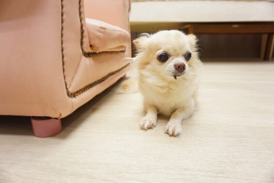 ヌーノクラブ　犬のペットホテル　東京　中野区　フリースペースでのびのび　お預かり中　チャチャ_640