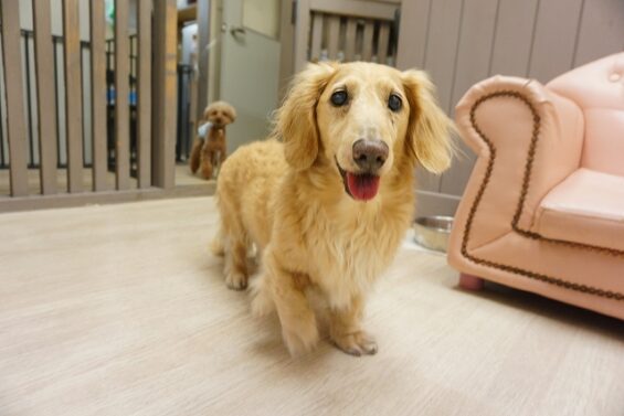 ヌーノクラブ　犬のペットホテル　東京　中野区　フリースペースでのびのび　お預かり中　リノ_640