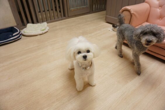 ヌーノクラブ　犬のペットホテル　東京　中野区　フリースペースでのびのび　お預かり中  モコ_640