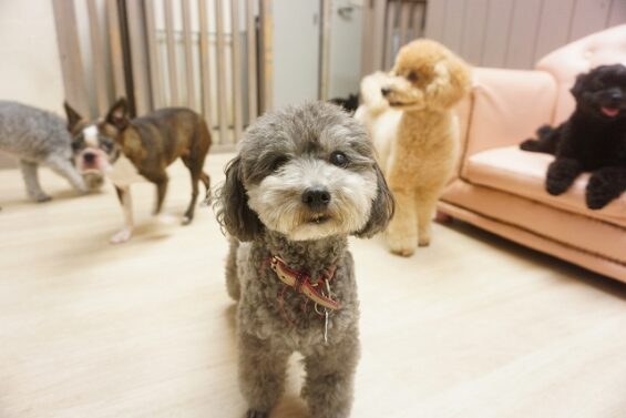 ヌーノクラブ　犬のペットホテル　東京　中野区　フリースペースでのびのび　お預かり中　スム_640