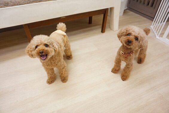 ヌーノクラブ　犬のペットホテル　東京　中野区　フリースペースでのびのび　お預かり中　レオ・まる_640