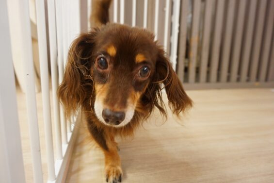 ヌーノクラブ　犬のペットホテル　東京　中野区　フリースペースでのびのび　お預かり中　ショコタ_640