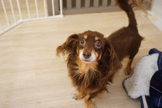 ヌーノクラブ　犬のペットホテル　東京　中野区　フリースペースでのびのび　お預かり中　ショコタ_640