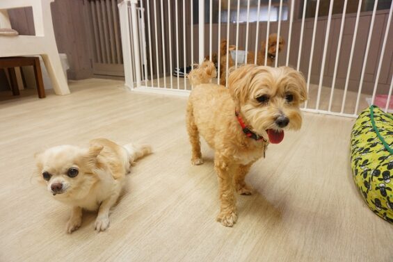 ヌーノクラブ　犬のペットホテル　東京　中野区　フリースペースでのびのび　お預かり中　チャチャ_640