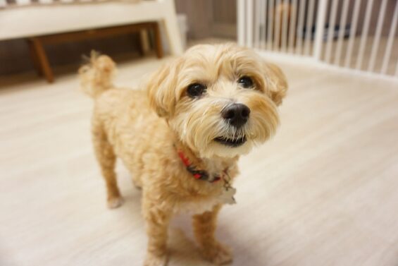 ヌーノクラブ　犬のペットホテル　東京　中野区　フリースペースでのびのび　お預かり中　ひめ_640