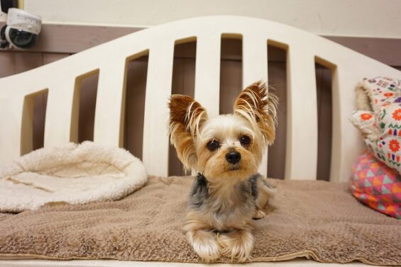 ヌーノクラブ　犬のペットホテル　東京　中野区　フリースペースでのびのび　お預かり中　くるみ_640