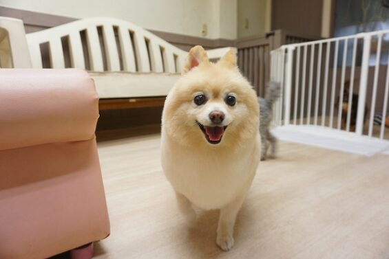 ヌーノクラブ　犬のペットホテル　東京　中野区　フリースペースでのびのび　お預かり中  ポメラニアンのリリィ_640