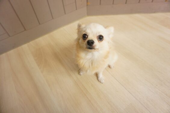 ヌーノクラブ　犬のペットホテル　東京　中野区　フリースペースでのびのび　お預かり中　大福_640