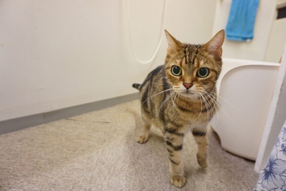 ヌーノクラブ　猫専用ペットホテル　都内　中野区　フリースペースでのびのび　お預り中の猫ちゃん　こたろう_640