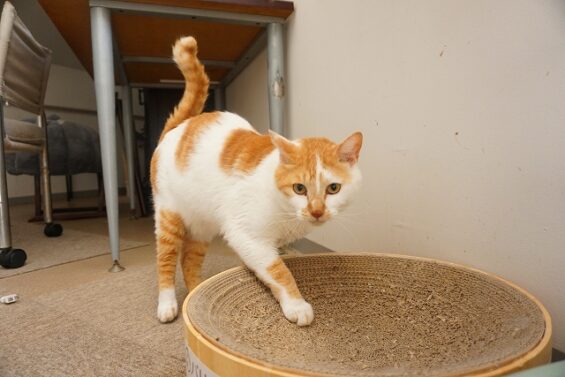 ヌーノクラブ　猫専用ペットホテル　都内　中野区　フリースペースでのびのび　お預り中の猫ちゃん　おもち_640