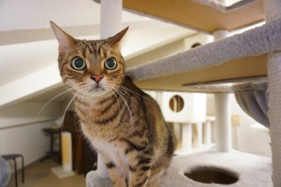 ヌーノクラブ　猫専用ペットホテル　都内　中野区　フリースペースでのびのび　お預り中の猫ちゃん　こたろう_640